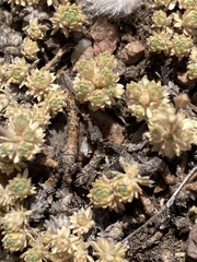 Cusickiella quadricostata