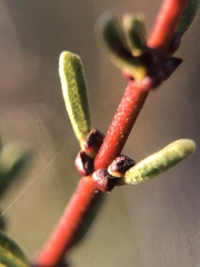 Ceanothus ophiochilus