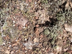 Cusickiella quadricostata