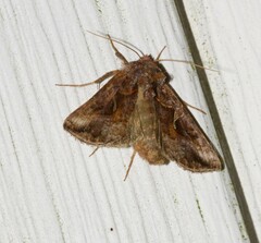 Autographa rubidus
