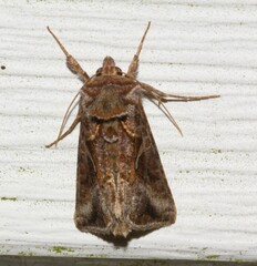 Autographa rubidus