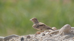 Eremopterix nigriceps