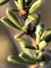 Ceanothus ophiochilus