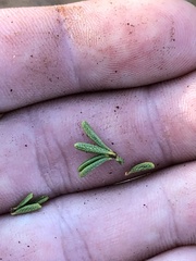 Ceanothus ophiochilus