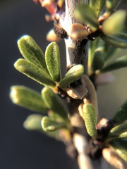 Ceanothus ophiochilus