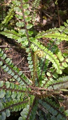 Pellaea rotundifolia