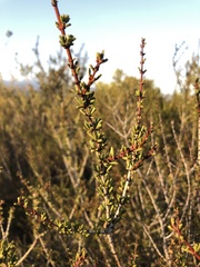 Ceanothus ophiochilus