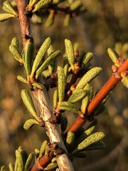 Ceanothus ophiochilus