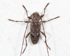 Eutrichillus biguttatus