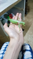 Hierodula malaccana