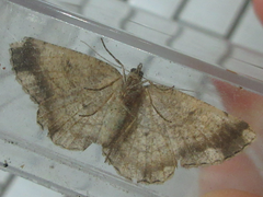 Polymixinia appositaria