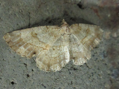 Polymixinia appositaria