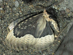 Brahmaea certhia