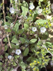 Phacelia eisenii