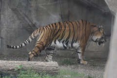 Panthera tigris altaica