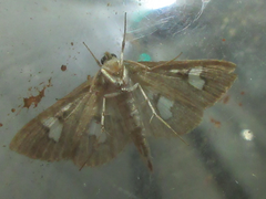 Nosophora semitritalis