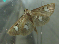 Nosophora semitritalis