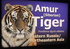 Panthera tigris altaica