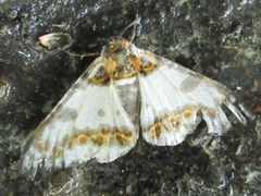 Biston panterinaria