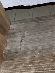 Hemidactylus turcicus