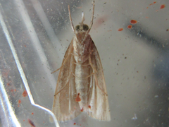 Calamotropha okanoi
