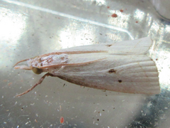 Calamotropha okanoi
