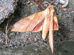 Clanis bilineata