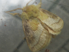 Narosoideus flavidorsalis