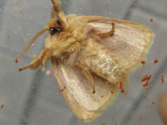 Narosoideus flavidorsalis