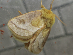 Narosoideus flavidorsalis