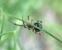 Parasteatoda tepidariorum