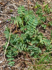 Hedysarum occidentale