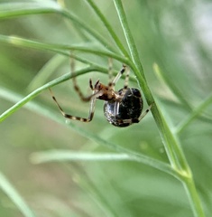 Parasteatoda tepidariorum