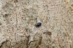 Platycorynus ignicollis