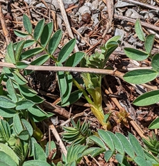 Hedysarum occidentale