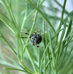 Parasteatoda tepidariorum