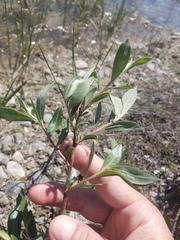Salix melanopsis