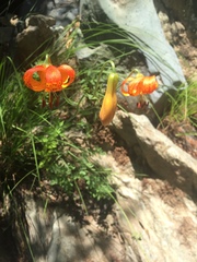 Lilium pardalinum shastense