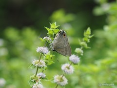 Deudorix epijarbas menesicles