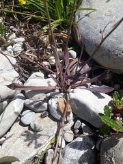 Chondrilla chondrilloides