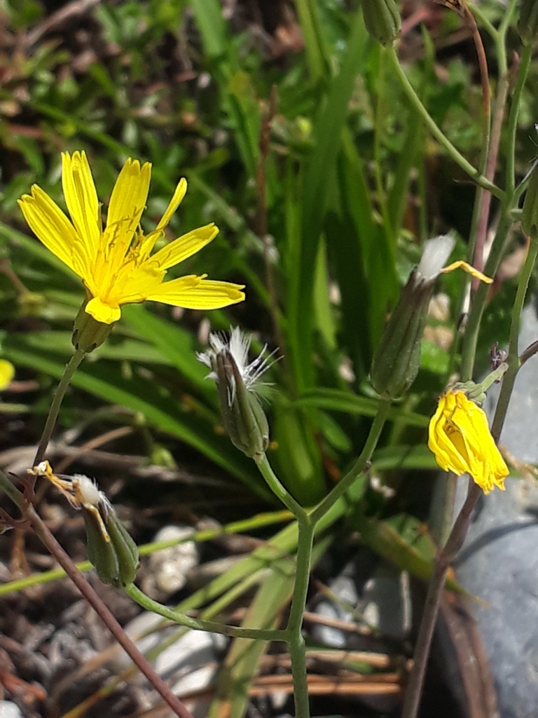 Chondrilla chondrilloides