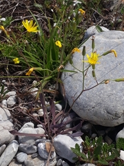 Chondrilla chondrilloides