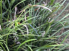 Indolestes peregrinus