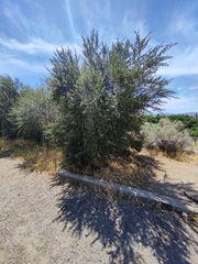 Cercocarpus ledifolius