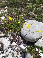 Chondrilla chondrilloides