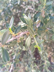 Cercocarpus ledifolius