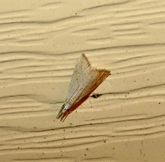 Haimbachia placidellus