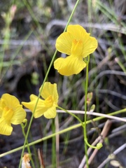 Utricularia striata