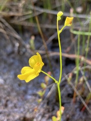 Utricularia striata