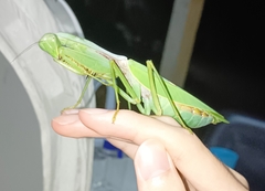 Hierodula malaccana